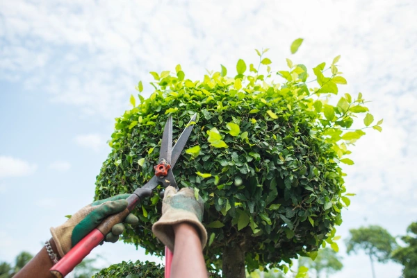 Estrella Valley Lawn Care's Other Services